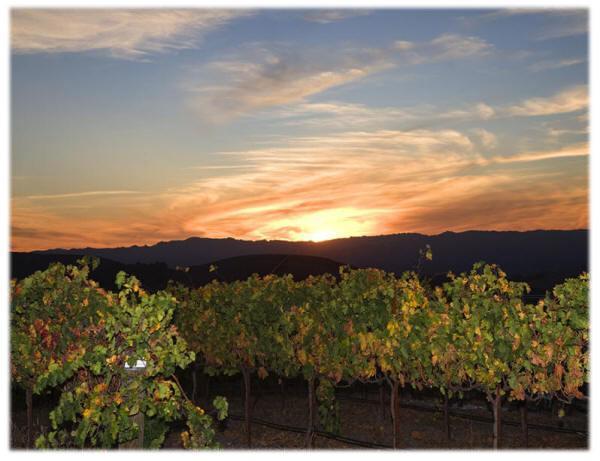 The Eden House Vineyard Hotel Templeton Exterior photo